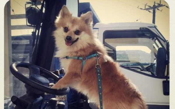 Ασυνείδητος οδηγός χτύπησε και εγκατέλειψε αιμόφυρτο σκύλο