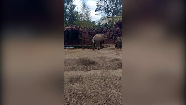 Το μεγαλείο των ζώων: ελέφαντας σώζει αντιλόπη από πνιγμό