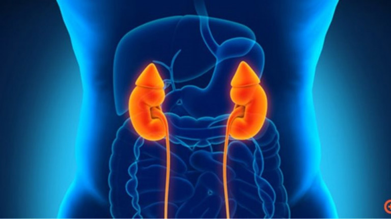 Κοροναϊός: Είναι ασφαλής η μεταμόσχευση νεφρών από άτομα που έχουν νοσήσει;