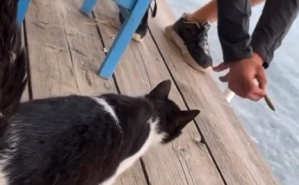 Αιδηψός: Αναβλήθηκε η δίκη του 30χρονου που κλώτσησε το γατάκι