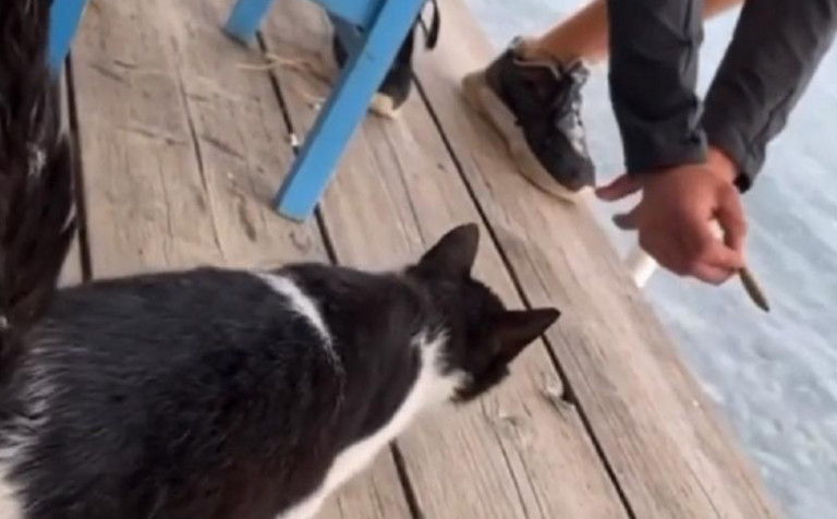 Αιδηψός: Διεθνής διασυρμός για την κακοποίηση της γάτας