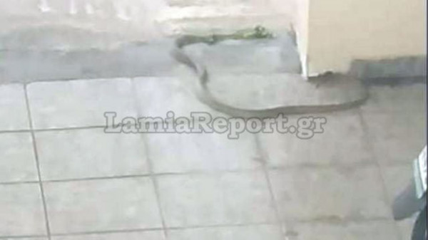 Τα φίδια… «ζώνουν» τη Λαμία: Συνεχή τα περιστατικά εμφάνισής τους