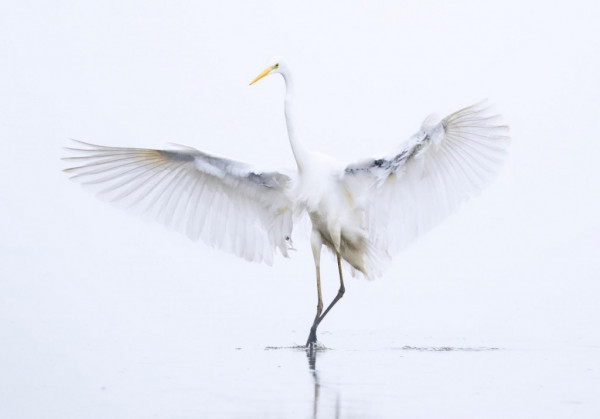 Natura 2000: Rare images of Greek nature in WWF competition