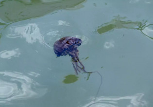 Μωβ μέδουσες: Τα συμπτώματα από τσίμπημα και οι οδηγίες προς τους πολίτες