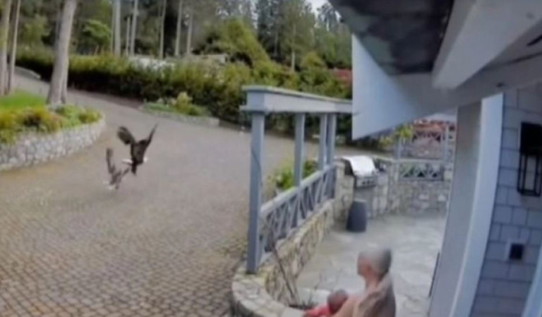 Απίστευτη διάσωση: 31χρονη έσωσε την χήνα της από τα δόντια αετού!