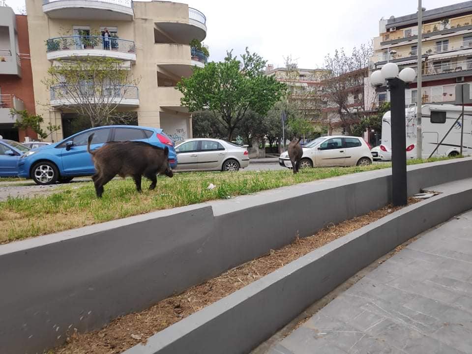 Θεσσαλονίκη: Αγριογούρουνα έκαναν… βόλτα στην Καλαμαριά