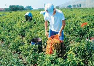 Γεωργαντάς: Μεταφορά πόρων από την ΚΑΠ για την κάλυψη τουκόστους παραγωγής