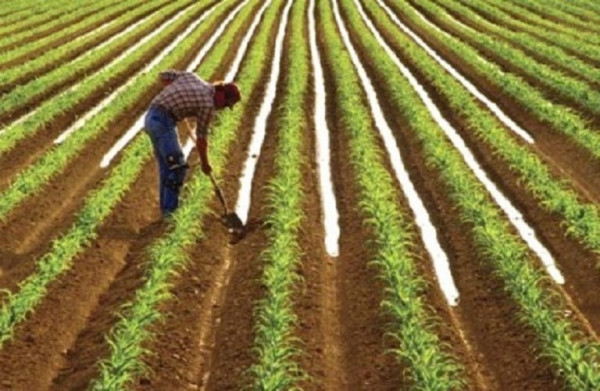 Υπ. Αγροτικής Ανάπτυξης: Μέσω του Gov.gr οι αιτήσεις και οι εγκρίσεις εμπορίας και διακίνησης φυτικών σπόρων