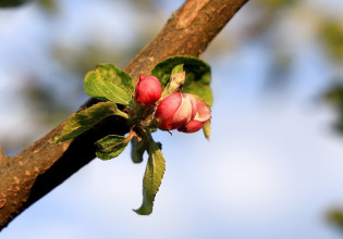 Μηλιά: Συνεχίζονται οι πτήσεις της καρπόκαψας