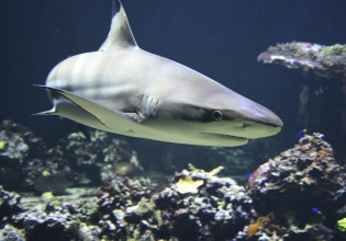 Απίστευτες εικόνες: Μέσα στο στόμα ενός καρχαρία τίγρη