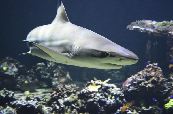 Απίστευτες εικόνες: Μέσα στο στόμα ενός καρχαρία τίγρη
