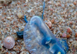 Μωβ μέδουσες: Μεγάλη έξαρση και στο Ιόνιο – Πού έχουν εντοπιστεί