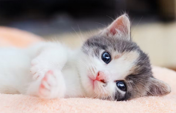 Άντρας χώρισε την κοπέλα του επειδή εκείνη δεν ήθελε τη γάτα του