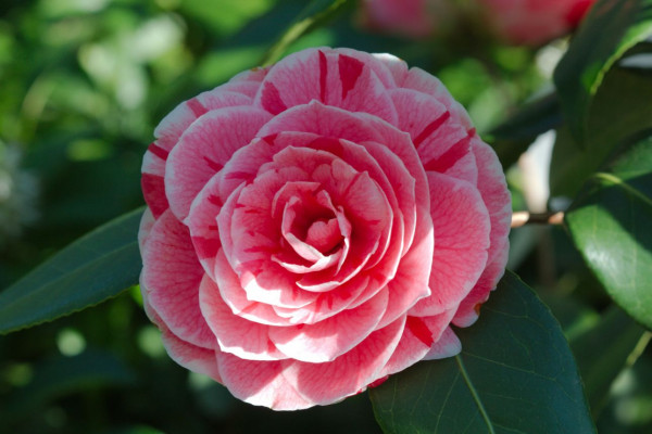 Φυτά που θα ομορφύνουν το μπαλκόνι σας και δεν αγαπούν τον ήλιο