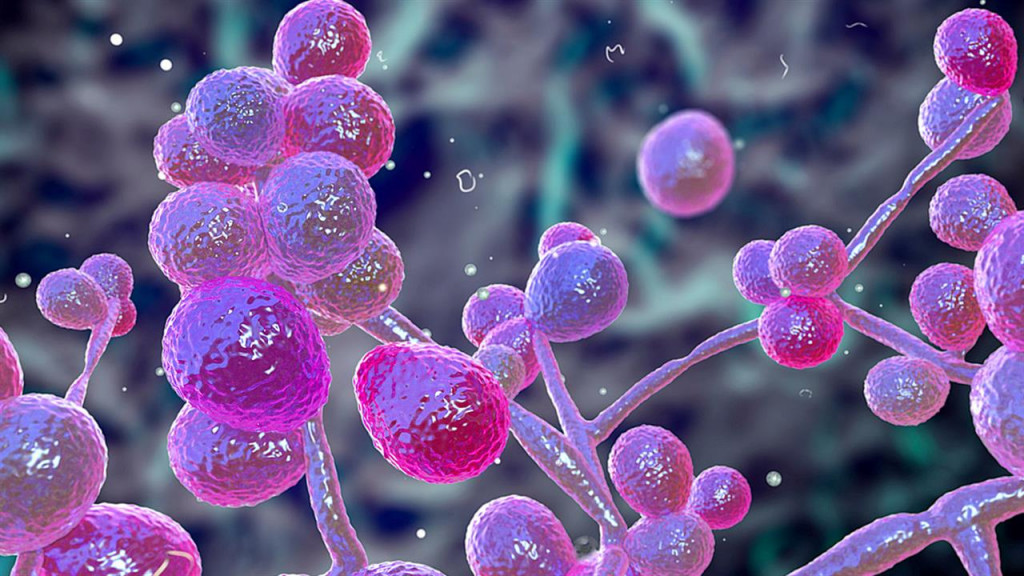 Γεννηματάς: Δέκα περιστατικά Candida Auris τους τελευταίους μήνες – Τι ανέφερε η Παγώνη