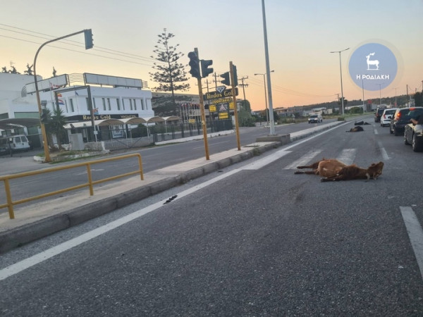 Ρόδος: Σφοδρή σύγκρουση ταξί με κοπάδι αιγοπροβάτων