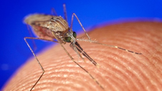 Επιδημία δάγκειου πυρετού στην Ακτή Ελεφαντοστού: Ένας νεκρός