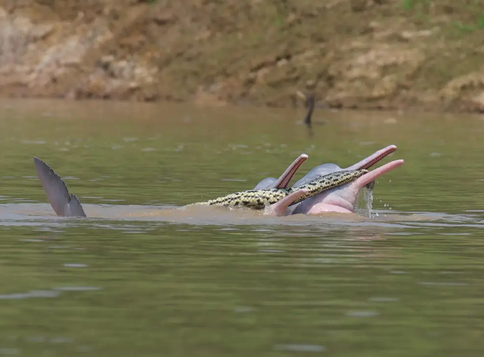 Οι εικόνες που άφησαν άφωνους ερευνητές: Ανακόντα τυλίγεται γύρω από δελφίνια σε ένα… πρωτόγνωρο σεξουαλικό παιχνίδι