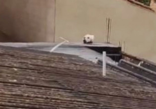 Viral video: Πως ένας σκύλος γίνεται γάτα… ή μήπως όχι