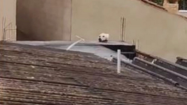 Viral video: Πως ένας σκύλος γίνεται γάτα… ή μήπως όχι