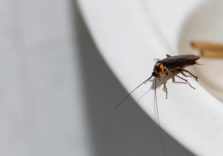 Απαλλαγείτε μια και καλή από τις κατσαρίδες – Πέντε απλά κόλπα