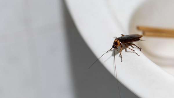 Απαλλαγείτε μια και καλή από τις κατσαρίδες – Πέντε απλά κόλπα