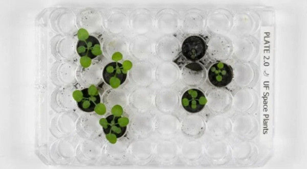 Τι συνέβη όταν καλλιεργήσαμε φυτά με χώμα από τη Σελήνη