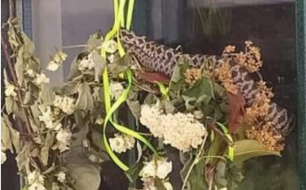 Τρίκαλα: Πανικός σε νηπιαγωγείο από την εμφάνιση οχιάς