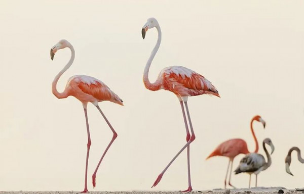 Απίστευτη ομορφιά: Χιλιάδες φλαμίνγκο μέσα από το φακό του Claudio Contreras Koob