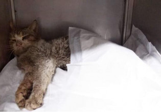 Κερατσίνι: Πυροβόλησαν γάτα με αεροβόλο – Τέταρτο περιστατικό κακοποίησης ζώου