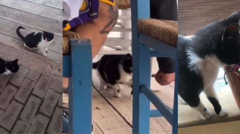 Θεοδωρικάκος για Αιδηψό: Σεσημασμένος για ναρκωτικά ο δράστης – Ο νόμος για την προστασία ζώων τηρείται