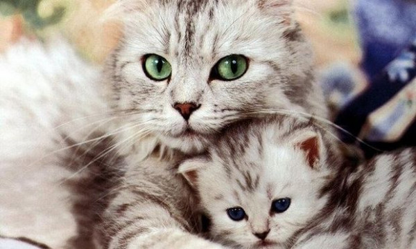 Φρίκη σε σχολείο της Λευκωσίας: Σκότωσαν και κρέμασαν γατάκια και έγραψαν με το αίμα τους σε τοίχους