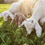 Βιολογική κτηνοτροφία: Η χαμηλή μοριοδότηση «έκοψε» κτηνοτρόφους