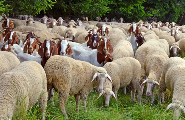 Ψύλλοι: Μέτρα πρόληψης πριν την έξαρση – Τι πρέπει να κάνουν οι κτηνοτρόφοι