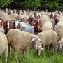 Ψύλλοι: Μέτρα πρόληψης πριν την έξαρση – Τι πρέπει να κάνουν οι κτηνοτρόφοι