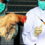 Γρίπη των πτηνών: Ποια νέα μέτρα εξετάζονται για τον έλεγχο του ιού