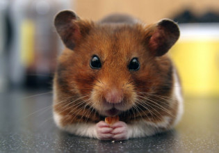 Γενετική παρέμβαση μετατρέπει αγαθιάρικα χάμστερ σε τραμπούκους