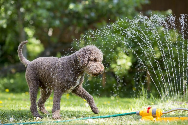 Λύσεις για την προστασία από τη ζέστη που βασανίζει τα αγαπημένα μας σκυλάκια