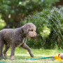 Λύσεις για την προστασία από τη ζέστη που βασανίζει τα αγαπημένα μας σκυλάκια