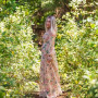 Ιωάννα Παλιοσπύρου: Ποζάρει με φλοράλ φόρεμα και χωρίς μάσκα στο δάσος