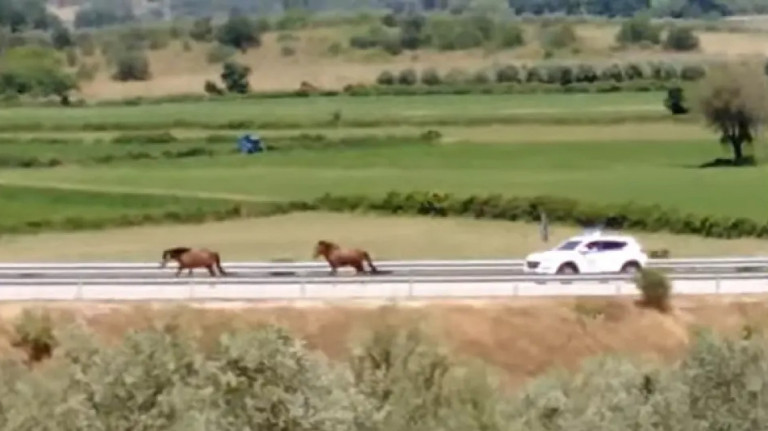 Ιόνια Οδός: Οδηγούσαν και δίπλα τους περνούσαν άγρια άλογα