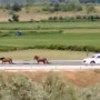 Ιόνια Οδός: Οδηγούσαν και δίπλα τους περνούσαν άγρια άλογα