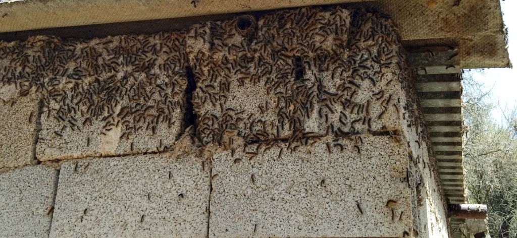 Τρομερές εικόνες στο Ρέθυμνο: Οι κάμπιες πολιορκούν ολόκληρο χωριό – Απειλούν και τους κατοίκους