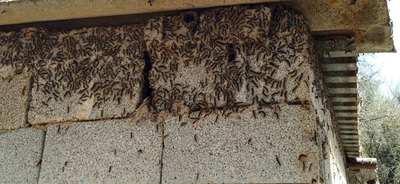 Τρομερές εικόνες στο Ρέθυμνο: Οι κάμπιες πολιορκούν ολόκληρο χωριό - Απειλούν και τους κατοίκους