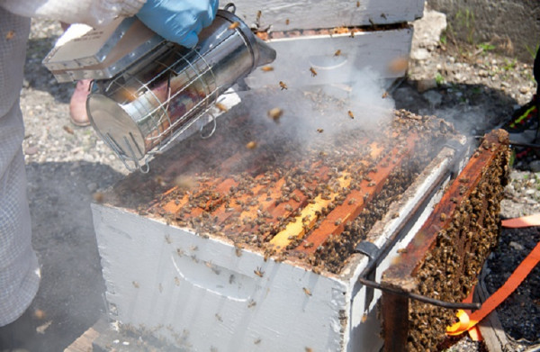 Μελισσοκομία: Πότε επιτρέπεται το κάπνισμα των μελισσών – Τι πρέπει να προσέξετε