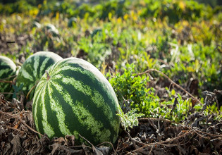 Καρπούζι: Καλλιέργεια με απαιτήσεις – Μυστικά για ορθή άρδευση και λίπανση