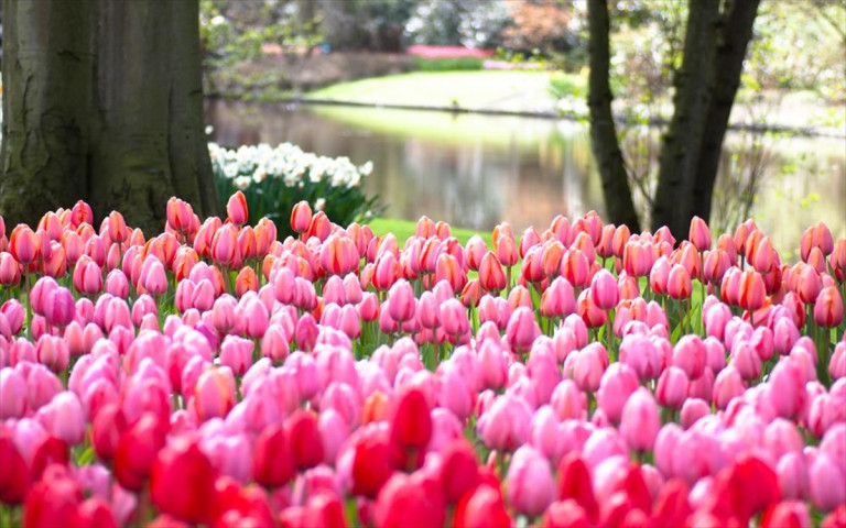 Ταξίδι στην ανθισμένη Ευρώπη με πέντε μαγικούς λουλουδιαστούς προορισμούς
