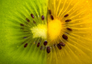 Ακτινίδιο: Κερδίζει έδαφος η κίτρινη ποικιλία