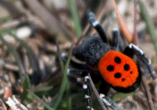 Η αράχνη Πασχαλίτσα ζει και στην Ελλάδα