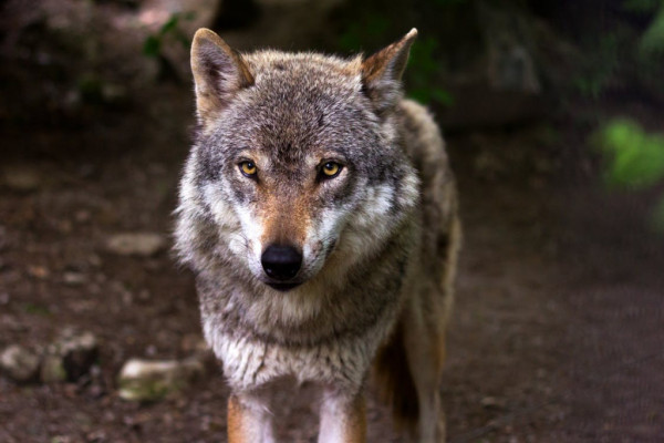 Ισθμός της Κορίνθου: Λύκος κατέβηκε για βόλτα